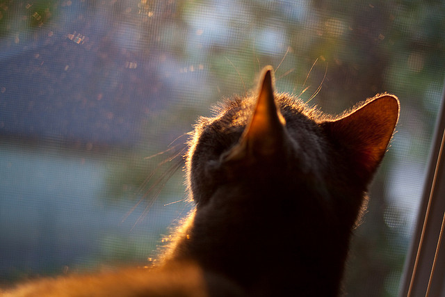 开云体育官网-战术纪律与个人英雄主义，拉齐奥击败墨西哥裔军团，阿坎吉一锤定音