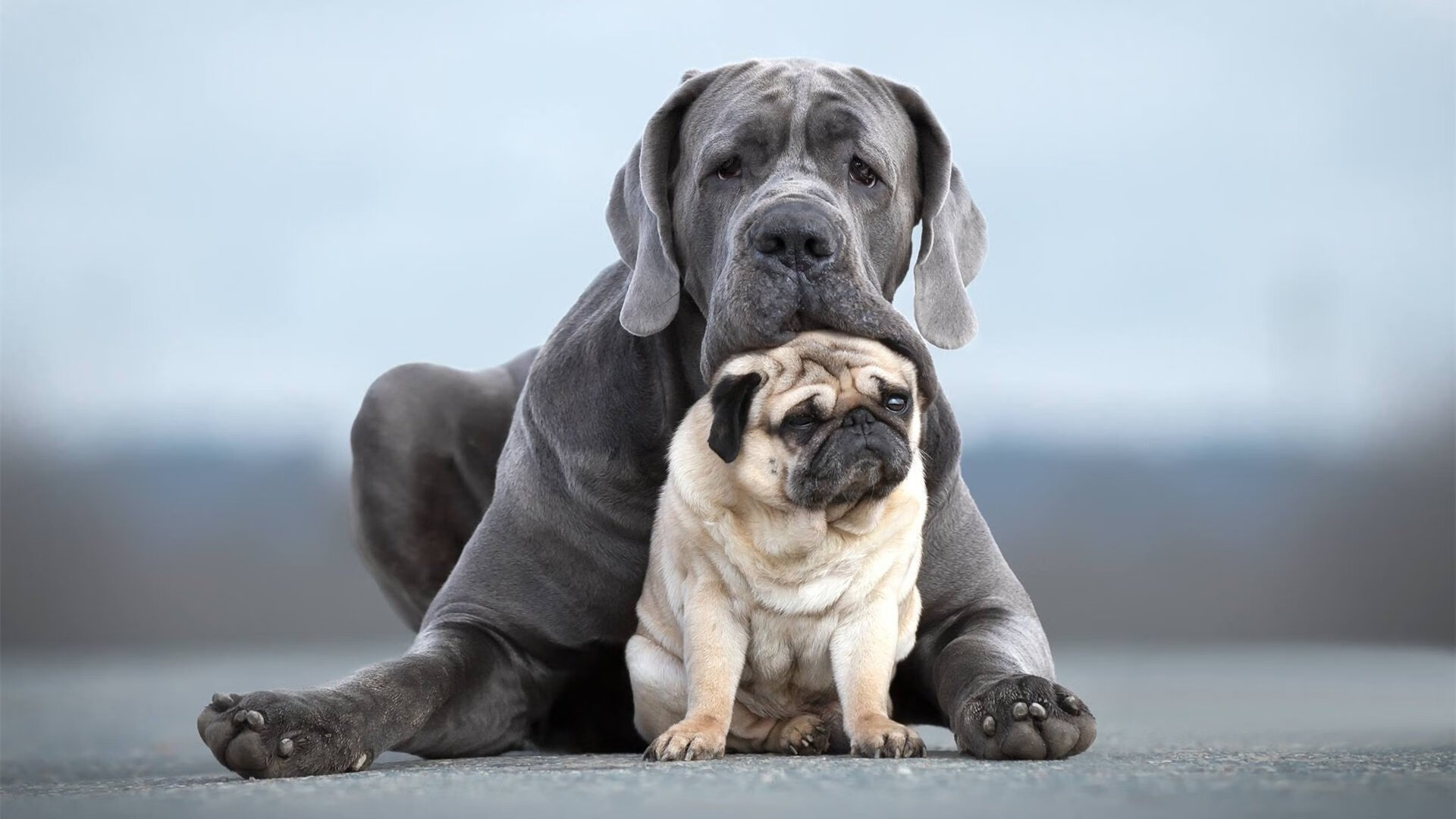 狂暴碾压与孤星闪耀,雄鹿团队之力与东契奇季后赛抢七的王者姿态