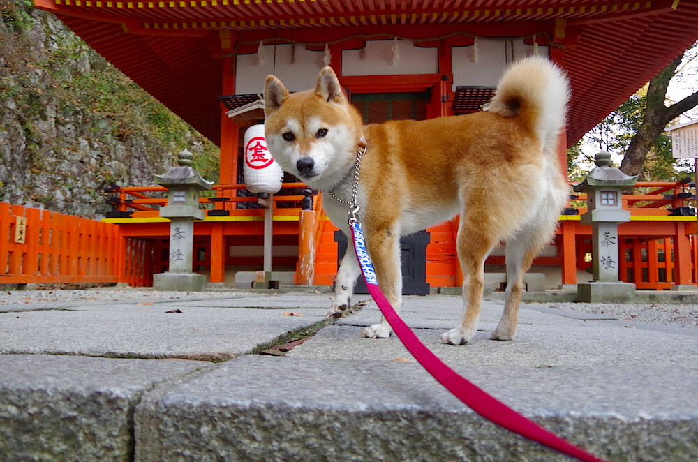 降维打击，斯通斯铁幕封死所有路径，奥地利奇袭收割葡萄牙命运