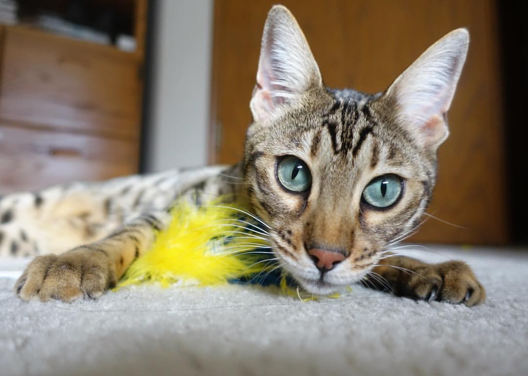 抢七黑夜的焰火，卡拉斯科与一场孤注一掷的生涯正名