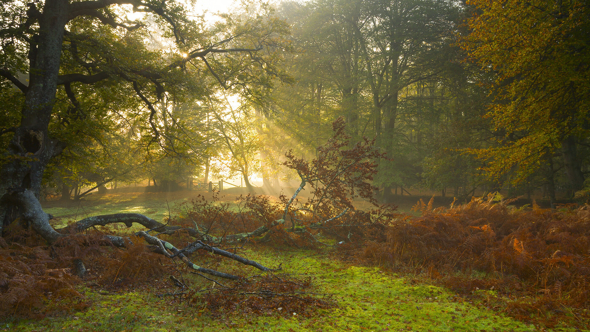 沙漠之洲对阵黑星之矛，C罗独舞，照亮世界杯前最后的迷雾