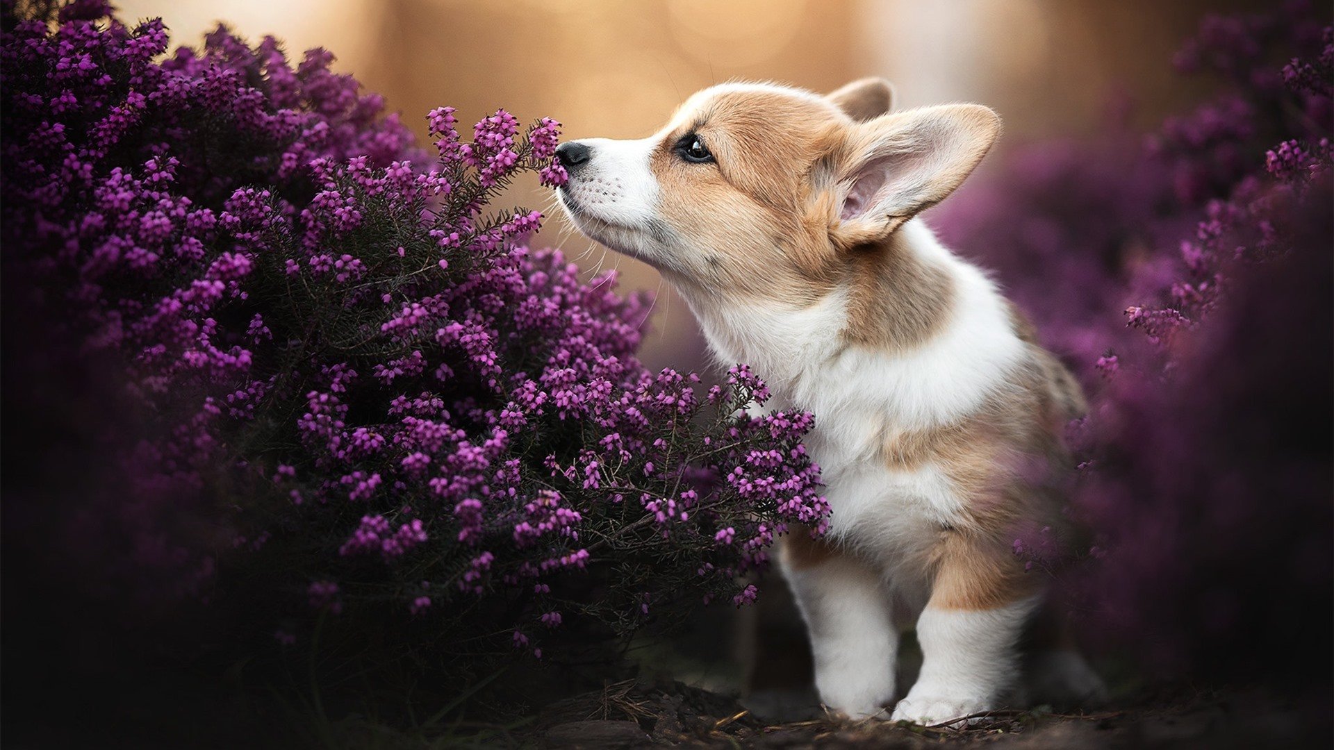 国王隔空加冕，从辽宁死战到波士顿的王座