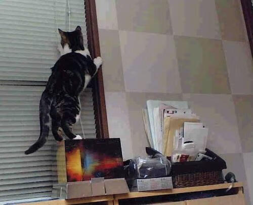 沙漠风暴席卷温布利,当欧冠的星辰被北非之光照亮