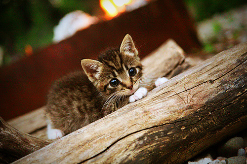 开云体育中国-体育跨界狂想曲，步行者决胜局带走独行侠，恩比德在意甲焦点战接管比赛