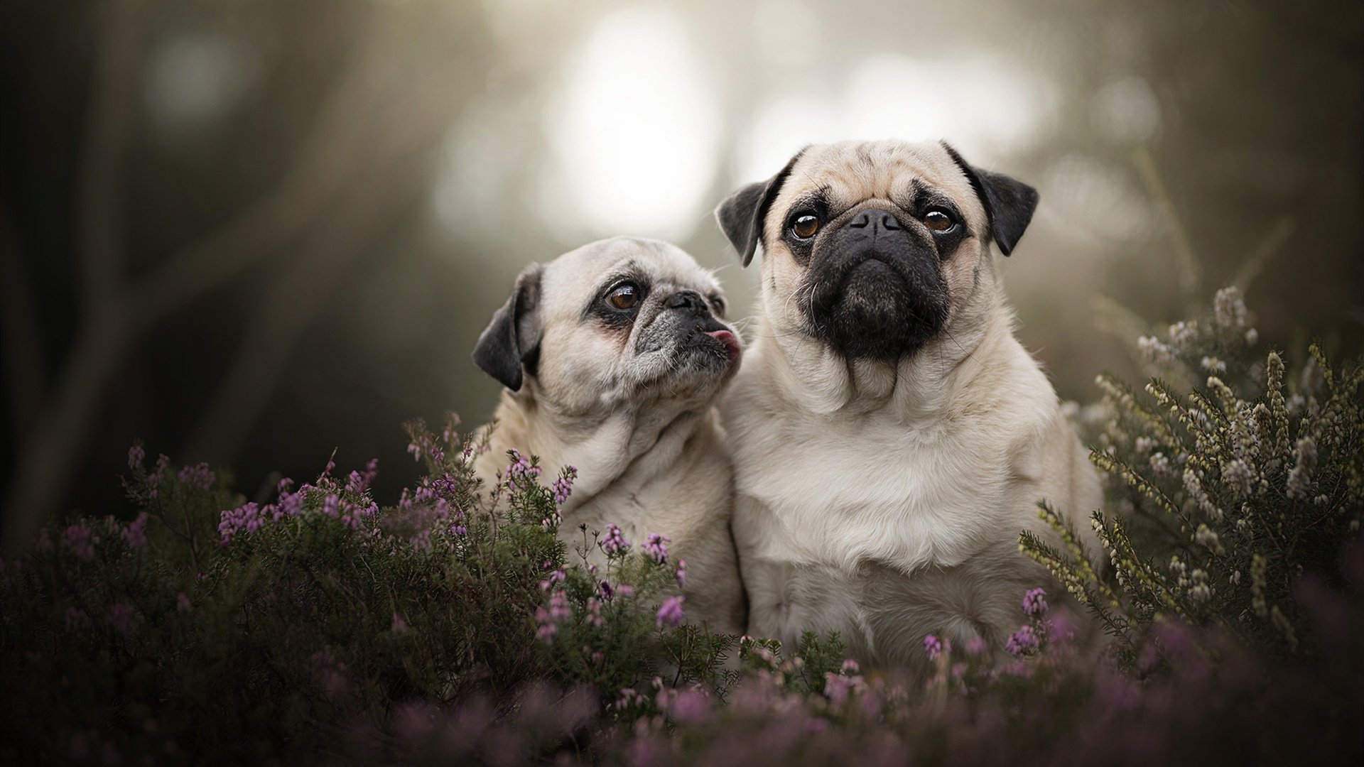 当红牛遭遇南美高压,梅西在美加墨如何定义新时代的胜负手?