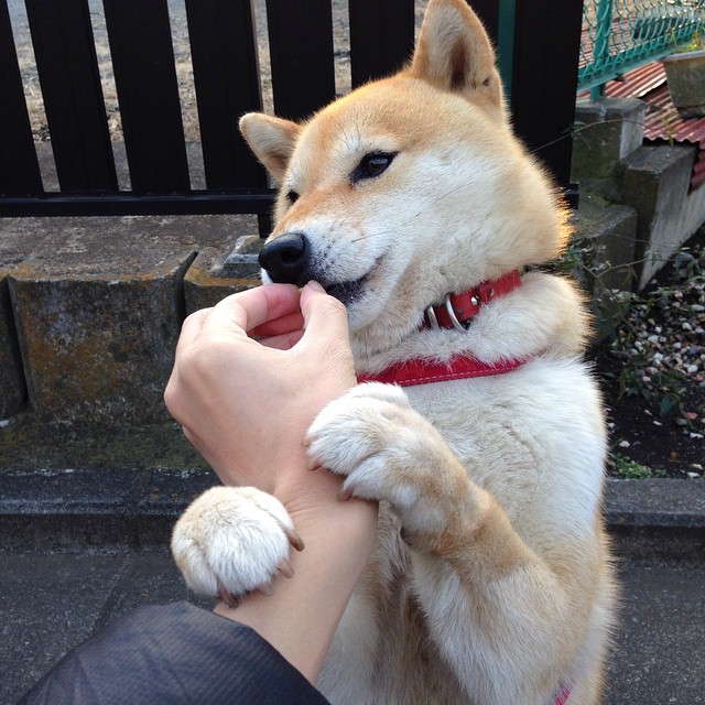 巨人觉醒,切特于聚光灯下收割比赛,篮网三节击溃奇才悬念