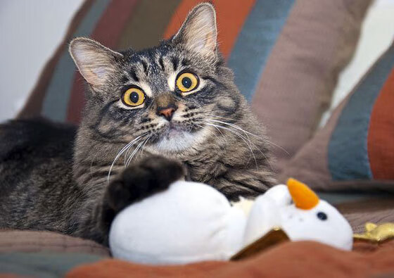 当战术风暴遇见关键先生，奥地利式压迫与C罗的终极答案