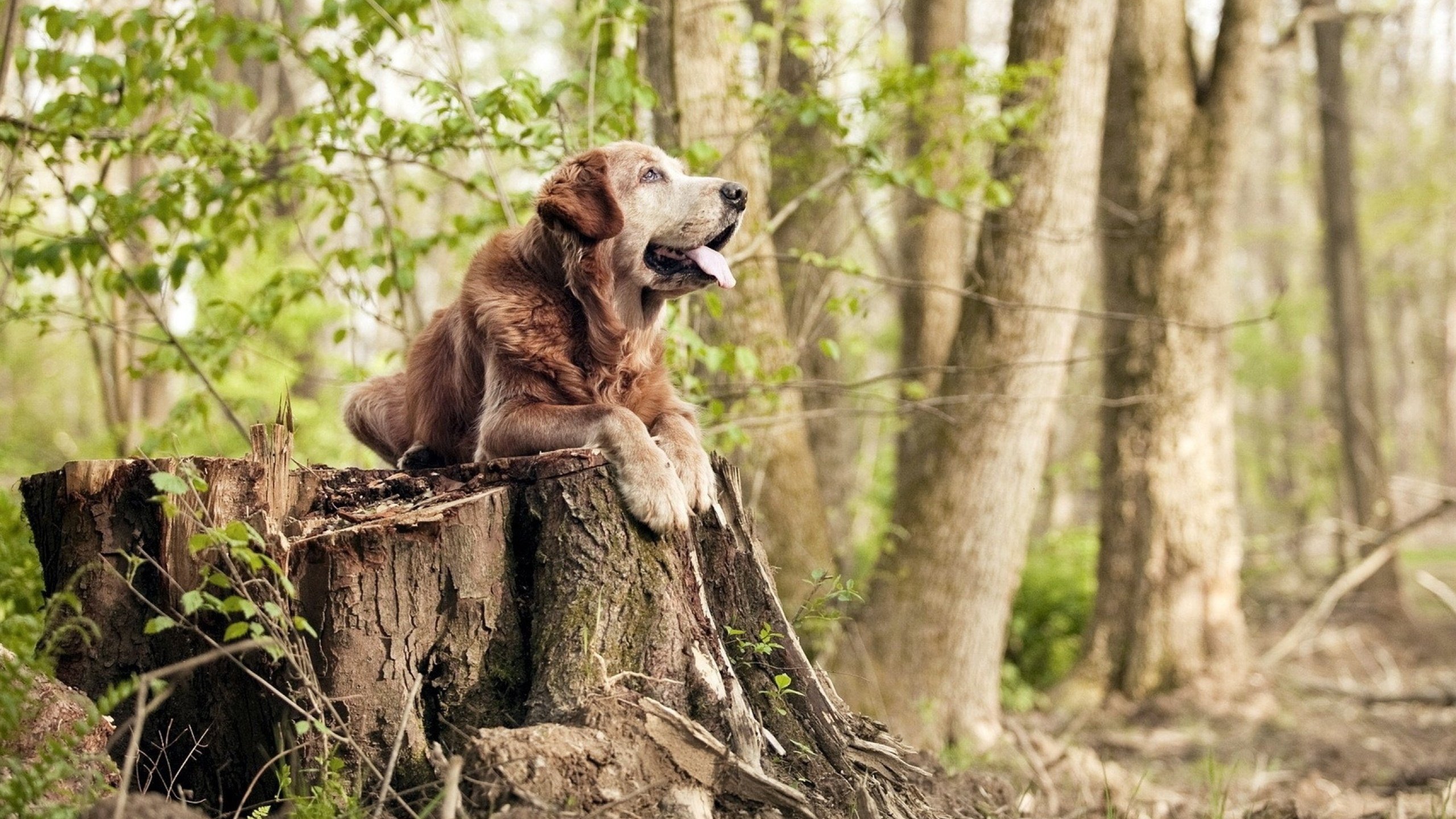 决胜时刻,湖人险胜火箭,贝恩三记神射定乾坤
