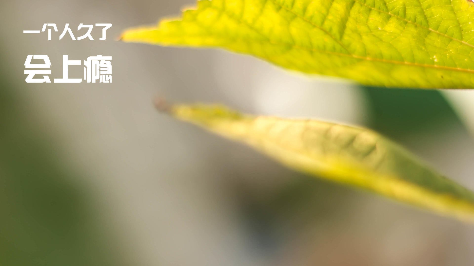 F1新赛季揭幕战之夜，当赛道化为剧院，拉亚奏响轮胎交响曲