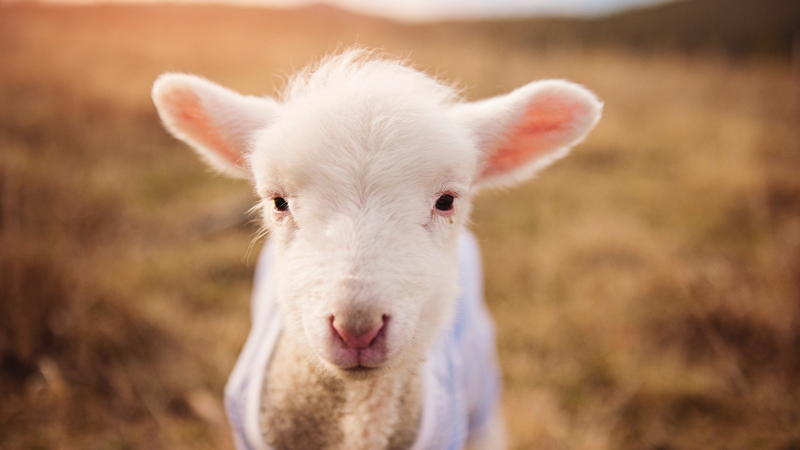 开云体育登录-绿茵场上的助攻王如何点亮NBA季后赛之夜