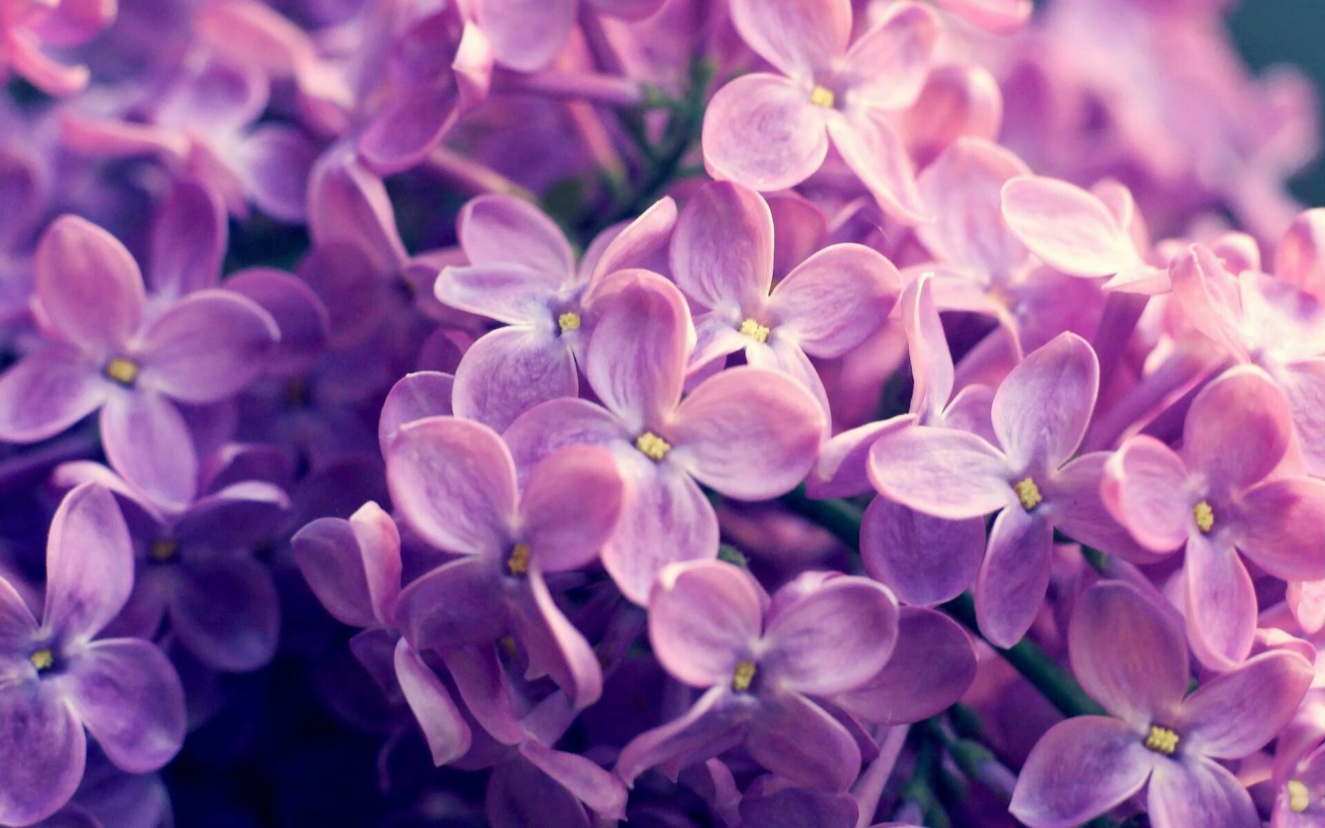 范弗利特神兵天降，勇士队魂燃烧强势击落太阳