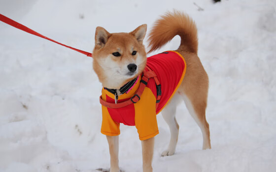 开云体育app-锡安狂暴统治攻防，尼克斯力克新疆队迎大胜