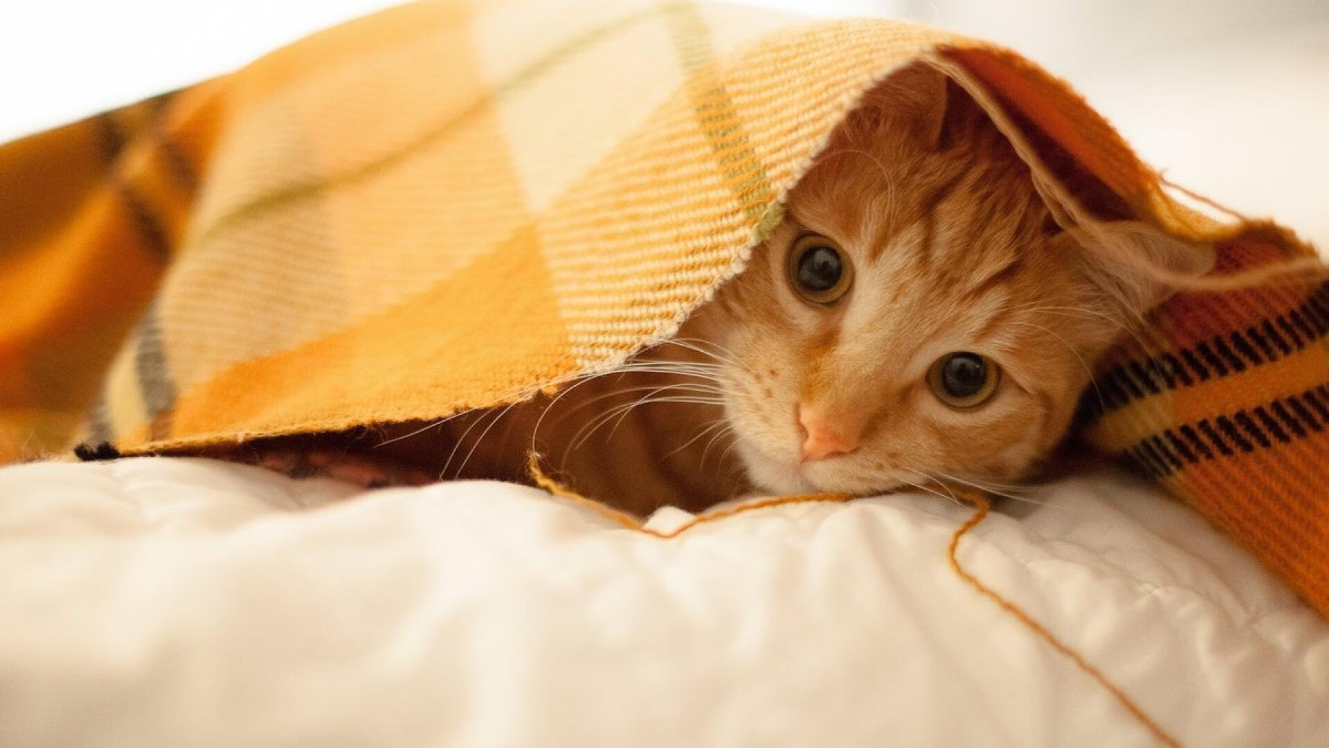 新王当立!文班亚马31+12击溃森林狼,末节17分让爱德华兹黯然失色