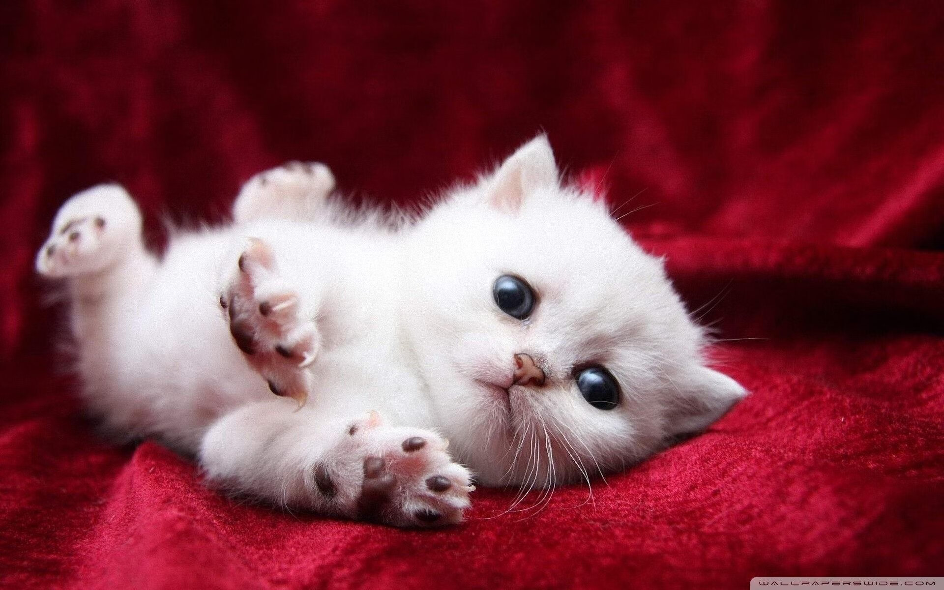 篮球赛场如F1弯道,广东战术引擎如何完成对深圳的终极压制