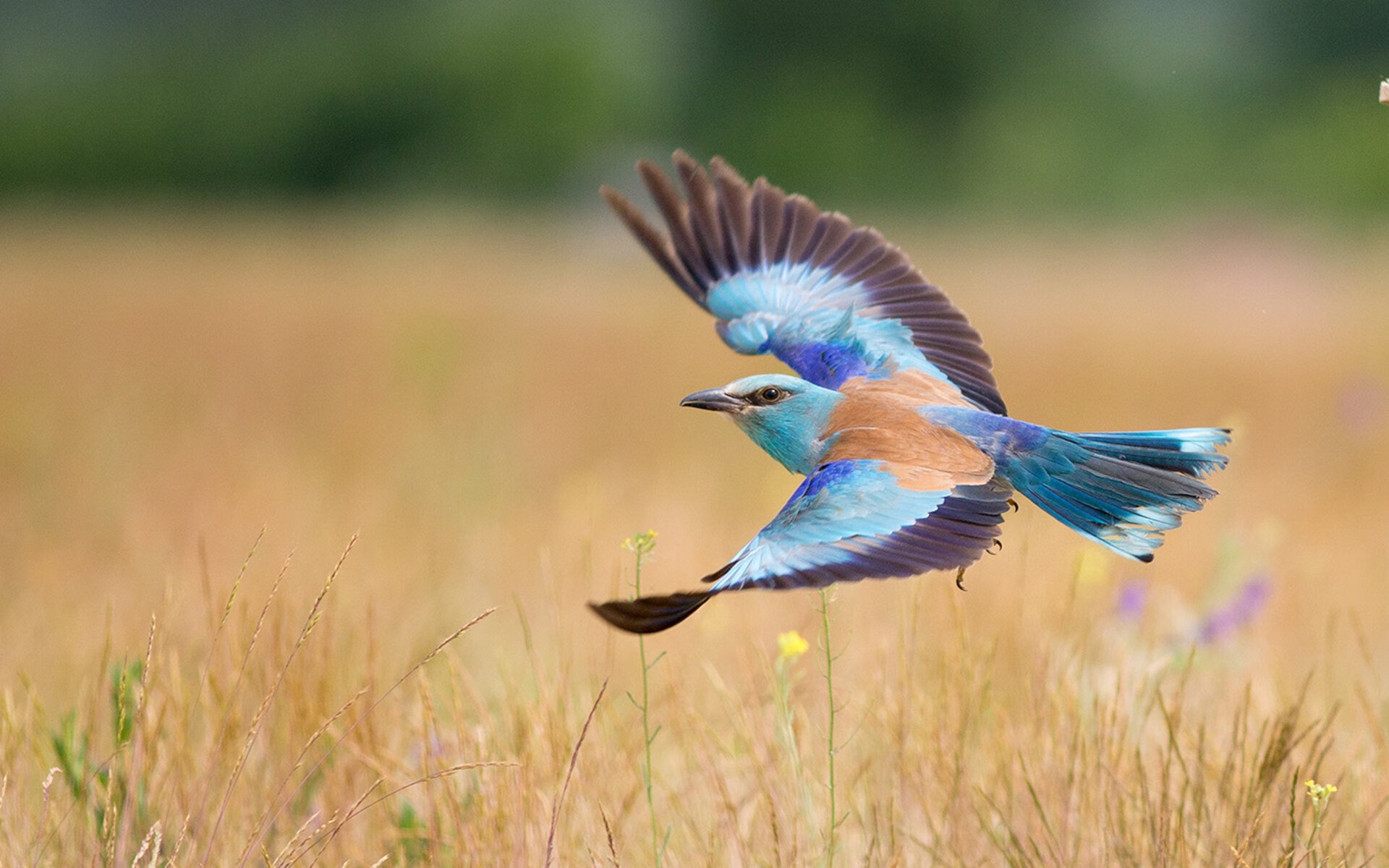 极速与永恒,卡拉斯科在F1年度争冠之夜刷新纪录的传奇