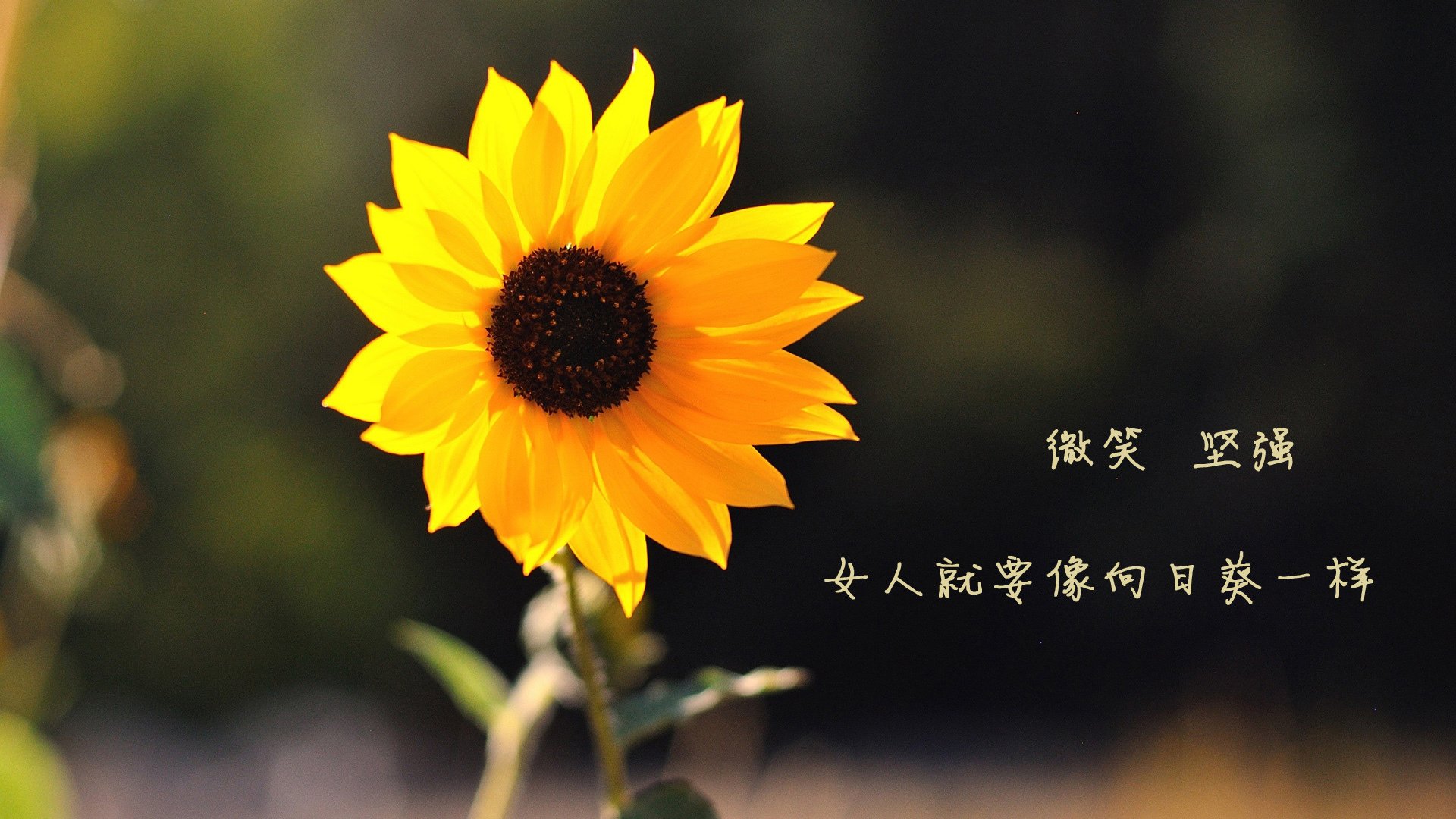 绿茵暗战，欧冠之夜与波斯密码