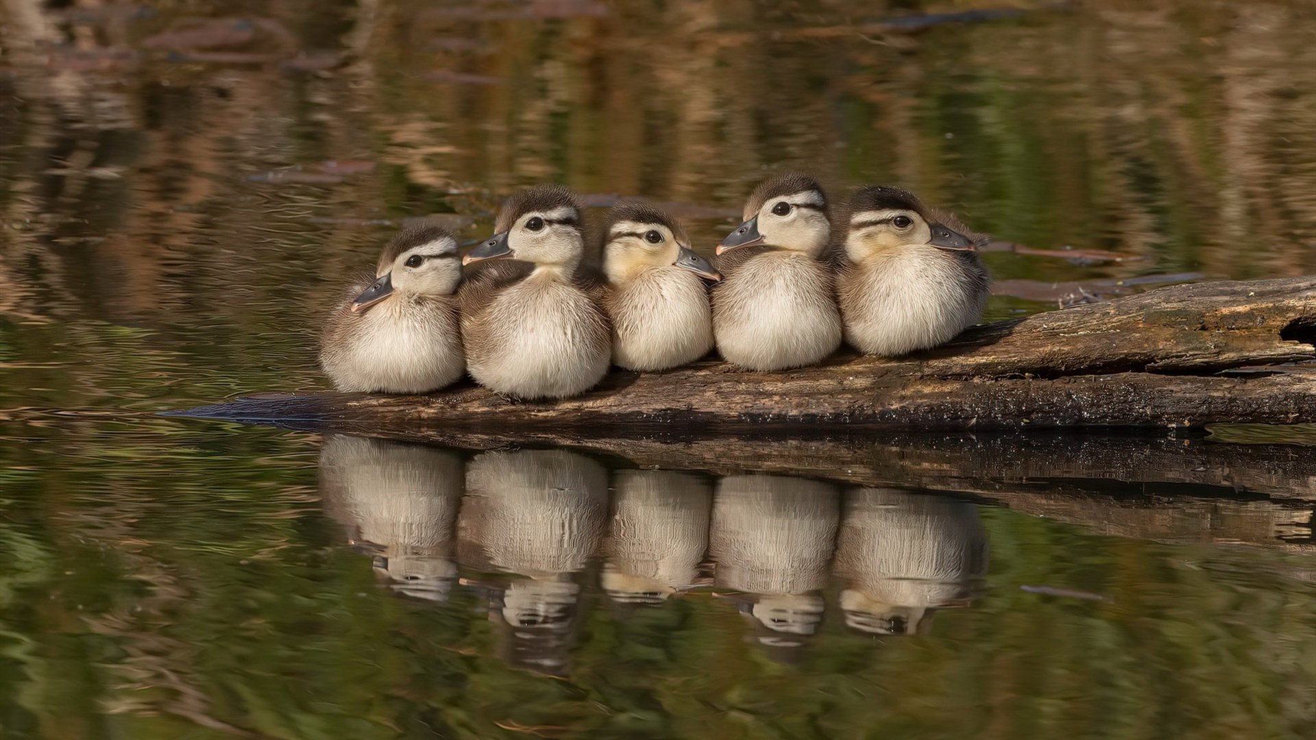 暗夜亮剑，福克斯关键绝杀，热火淬火重生啃下掘金硬骨头