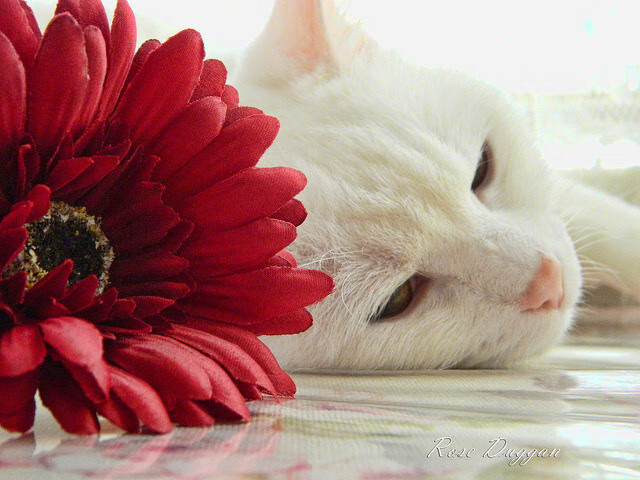 开云体育app-杜兰特点燃赛场，独行侠关键战突围爵士—记一场西部豪强的生死对决